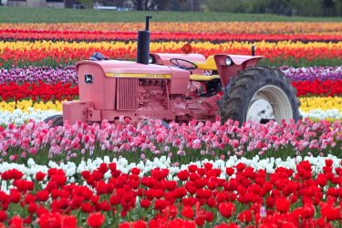 rózsaszín traktorjó