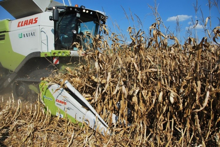 A kombájnokhoz a tavalyihoz képest 68 százalékkal több kukoricabetakarító adapter talált vevőre