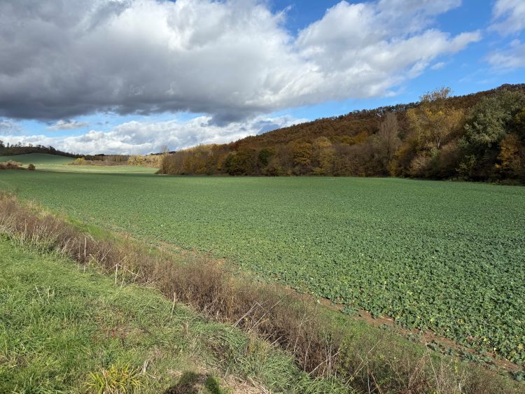 Cruiser XL Avatar 9 SD