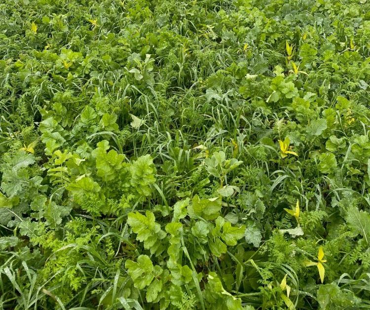 Takarónövény-keverék