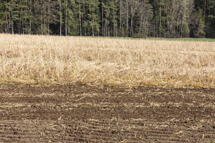 Elfagyott takarónövények