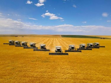 Honey Bee Grain Belt gabonaasztal